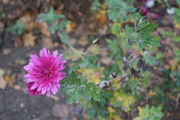 A flower of one pink Chrysanthemum in November