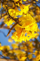 Beautiful yellow of Tabebuia aurea, among sky and soft for background, selective focus point. Tabebuia aurea tree at Park in on blue sky background Thailand.