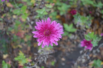 Bright pink flower of Chrysanthemum in November