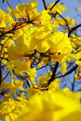Beautiful yellow of Tabebuia aurea, among sky and soft for background, selective focus point. Tabebuia aurea tree at Park in on blue sky background Thailand.