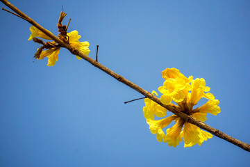 Beautiful yellow of Tabebuia aurea, among sky and soft for background, selective focus point. Tabebuia aurea tree at Park in on blue sky background Thailand.
