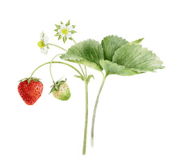 Bush Strawberry with berries, leaves and flowers. Floral Watercolor illustration of Red, green fruits on stem. Summer garden plant for package, cosmetic, textile, card, agriculture, farming, poster