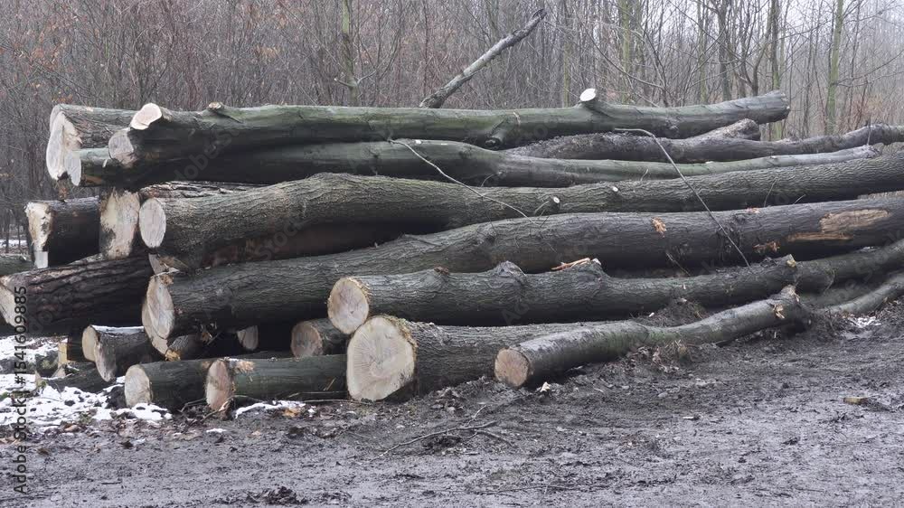 Poster logging and deforestation, panning shot of cut down trees and trunks in cold autumn weather in rain 