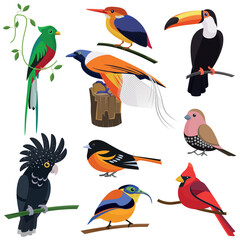 Fototapeta premium Set of vector flat cartoon tropic exotic birds