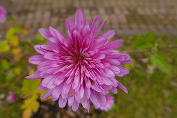 Fototapeta premium Close view of one pink flower of Chrysanthemum in November