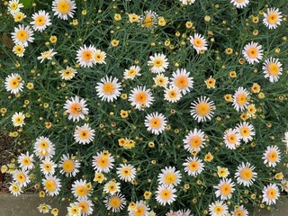 4月の雨のマーガレットの花 2025/4/23