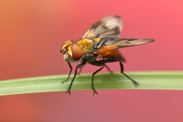 insect fly on a leaf