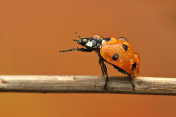 ladybug insect on a stick