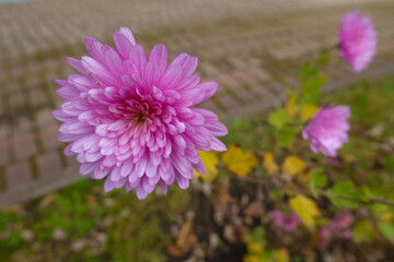 Fototapeta premium Double pink flower of light pink Chrysanthemum in November