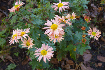 Multiple melon colored flowers of daisy like Chrysanthemum n mid November