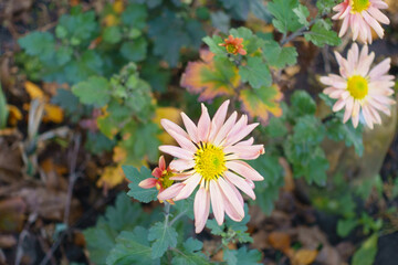 Pale melon colored flower of Chrysanthemum in mid November