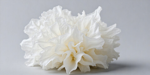 A сlose-up delicate white tremella fuciformis with intricate, ruffled layers and organic flowing forms sits against a soft gray background.