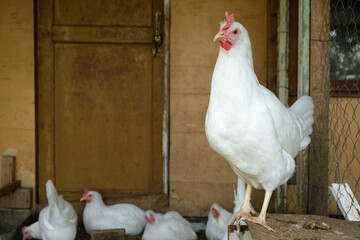White pretty hen or chicken in chicken coop looking at camera, rural scene. Livestock and farming.