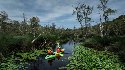 Travel Kayaking Paddling Transparent Canoe Kayak in peat swamp forest wetlands in mornine time,...