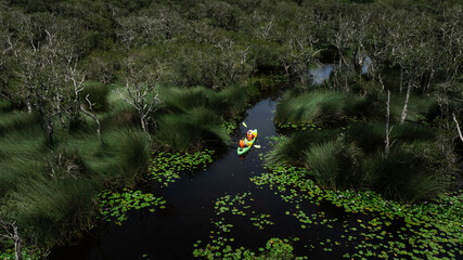 Travel Kayaking Paddling Transparent Canoe Kayak in peat swamp forest wetlands in mornine time,...