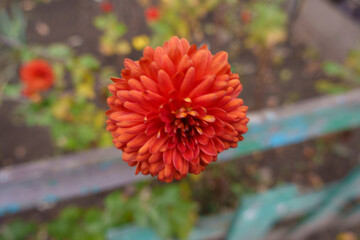 Close shot of one red flower of Chrysanthemum in November