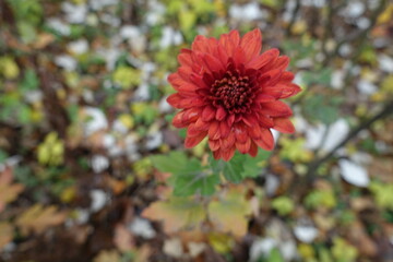One dark red flower of Chrysanthemum in November