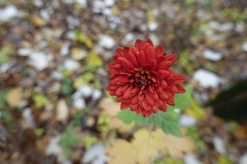 Single dark red flower of Chrysanthemum in November