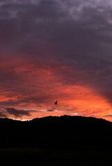 Scenic view of stork flying in the twilight sky