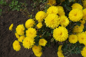 Showy yellow flowers of Chrysanthemums in November