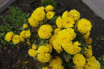 Strong yellow flowers of Chrysanthemums in November