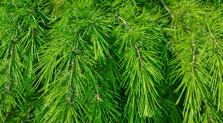 Close-up of green pine needles on dense conifer branches. Botanical texture background. Evergreen...
