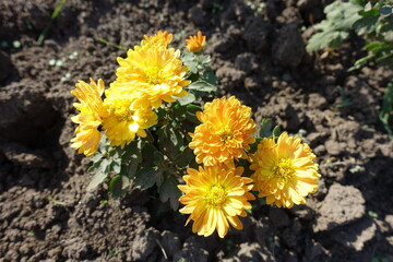 Tiny bush of amber yellow Chrysanthemums in mid October