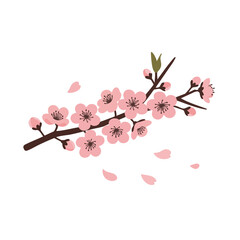 Sakura cherry blossom branch, flat botanical vector isolated