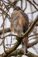 Sparrowhawk on a branch – winter scene with a penetrating gaze