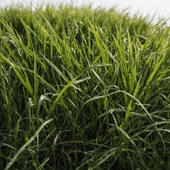 Obraz premium green grass background