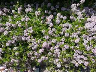 神田川4月：ジャコウソウの花 2025/4/21