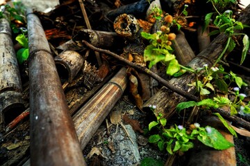 Close-up image of a small green plant with delicate leaves and purple flowers, thriving among weathered wooden branches and dry soil. The background provides contrast, highlighting the plant's lively 