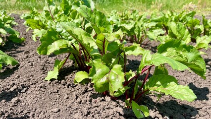 Young Beetroot Plants Growing in Organic Garden Soil Close-Up