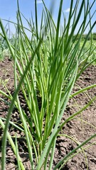 Fresh Green Onions in the Garden, Organic Cultivation of Spring Greens