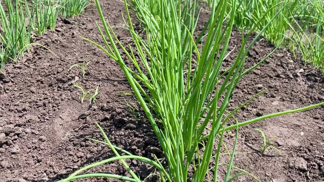 Fresh Green Onions in the Garden, Organic Cultivation of Spring Greens