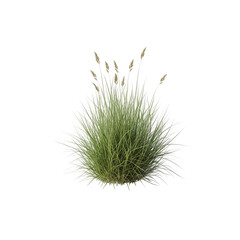 grass isolated on white