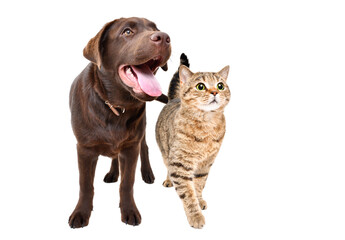 Obraz premium Adorable labrador dog and scottish straight cat standing together isolated on white background