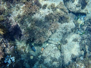 Calella de Palafrugell, Gerona, Cataluña, España