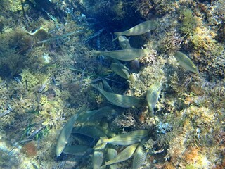 Calella de Palafrugell, Gerona, Cataluña, España