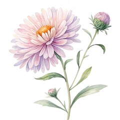 aster watercolor clipart illustration white background