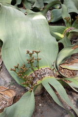 A female specimen of  Welwitschia mirabilis in bloom—an ancient desert survivor with only two leaves and a story millions of years old.