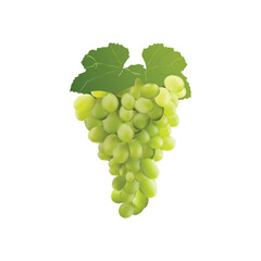 grapes fruit Slice illustration on white backgorund vol 02