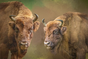 Two Majestic European Bison Standing Together in a Natural Setting one looking forward