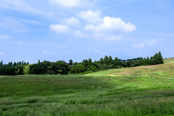Green pastures of cow ranch landscape at early summer background blue sky.
