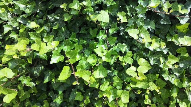Natural background with leaves (ivy, hedera helix)