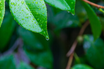 雨のしずくが乗っている緑の葉