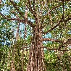 Banyan Tree In Forest
