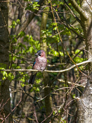 Eurasian jay, Garrulus glandarius, perched on a branch with copy space, UK