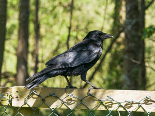 Carrion crow, Corvus corone corone, in profile perched on a fence, UK.