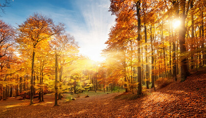 wonderful autumn forest with bright sun and colorful trees